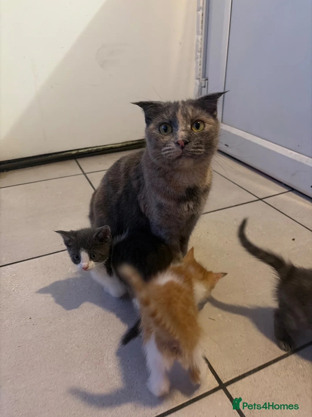 Scottish Fold cats for sale: 🐾 Beautiful Scottish Mix Kittens 🐾 - Advert 2