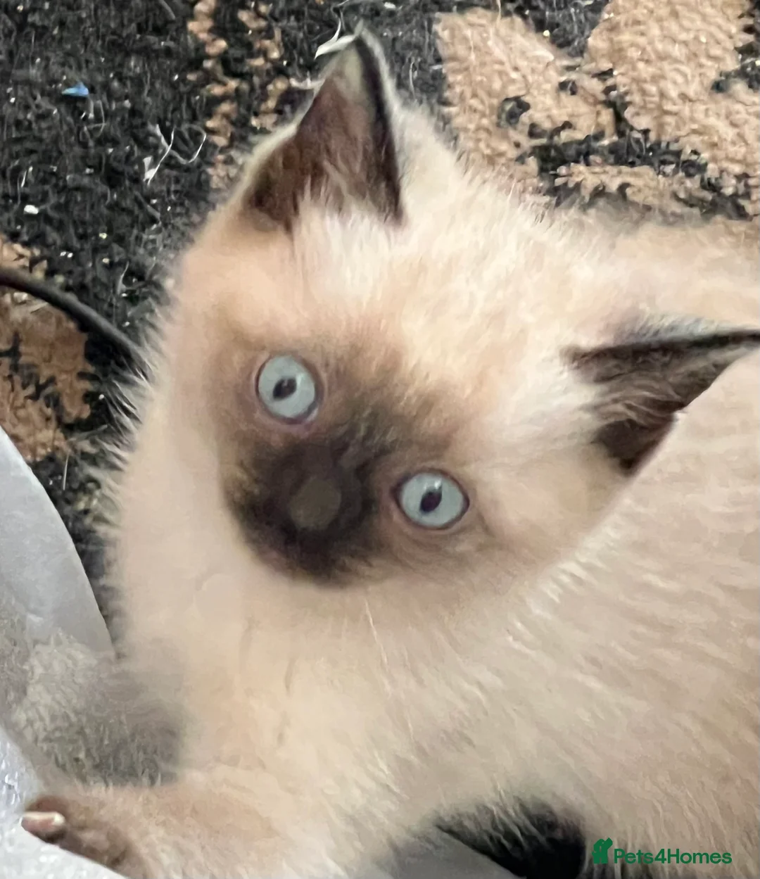 Ragdoll cats for sale: Ragdoll Kittens, with Free insurance. Last one  - Advert 2