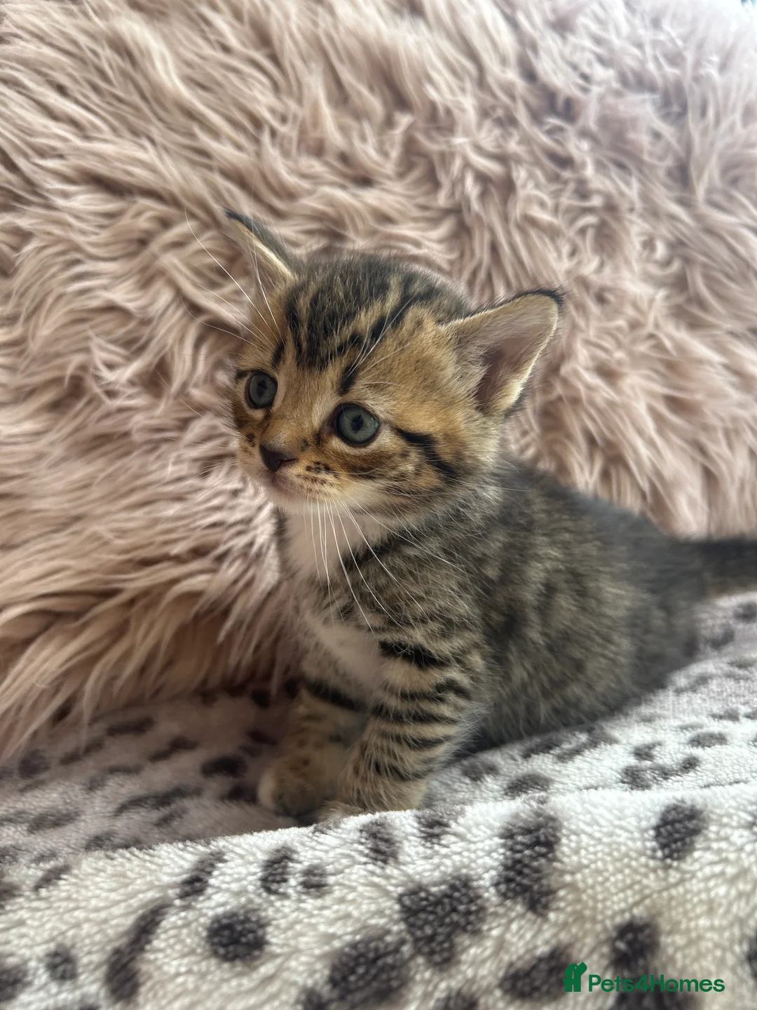 Persian cats for sale: X6 Persian Cross - beautiful fluffy kittens - Advert 2