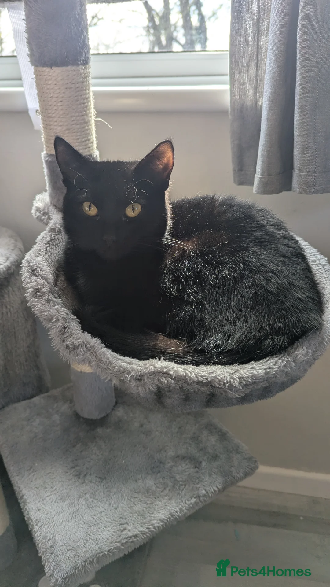 British Shorthair cats for sale: Sisters Fawn and Sylvie need a new home! in Devizes - Advert 2