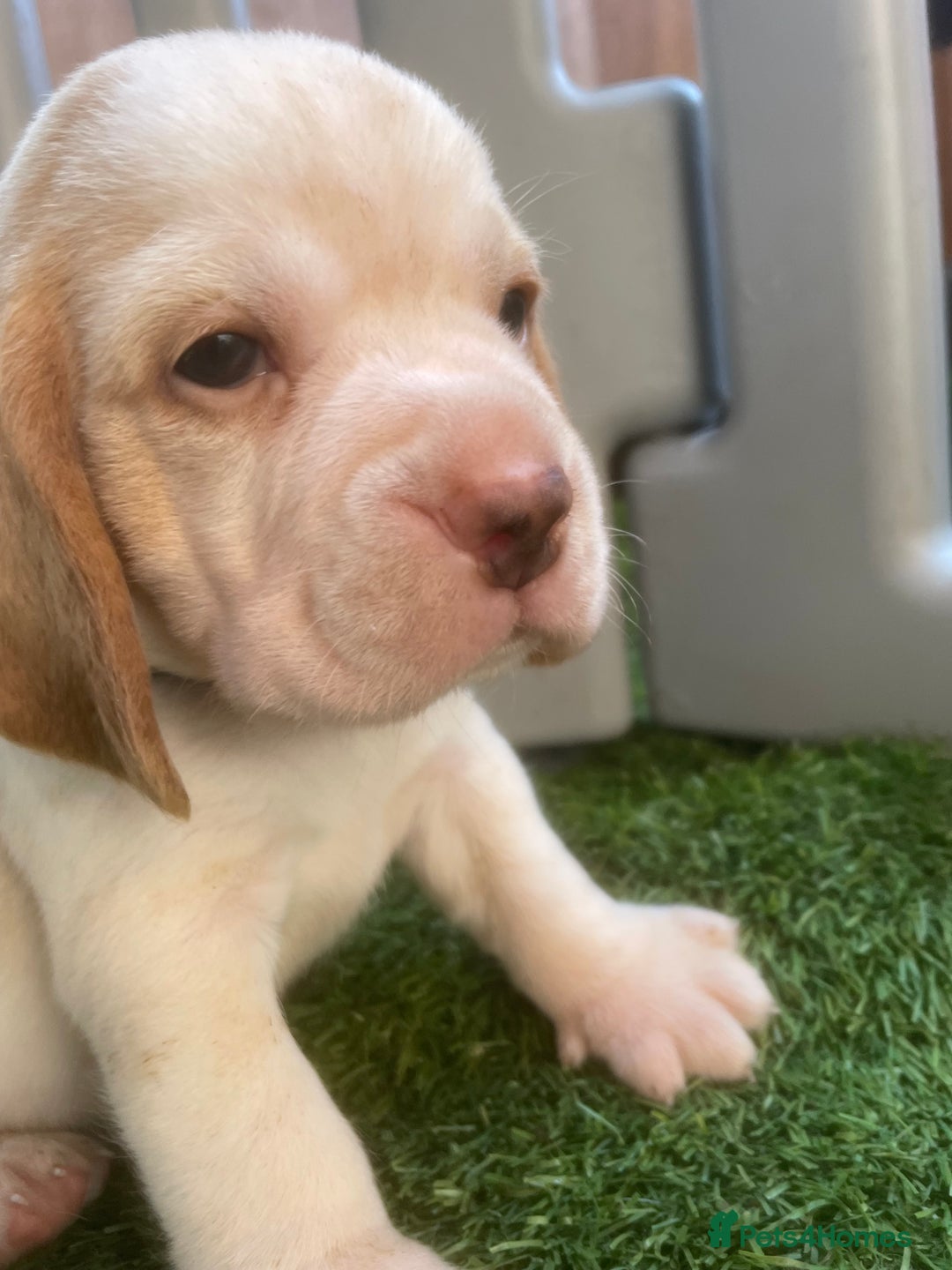 Beagle dogs for sale:  stunning kc reg pups ready midjuly july - Image 26