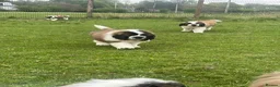 Saint Bernard dogs for sale: Saint Bernard Pups (KC Reg) in Larkhall - Advert 11