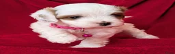Cavapoo dogs for sale: All puppies reserved. - Advert 18