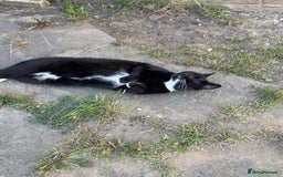 Domestic Shorthair cats for sale: Coco in need of new home  - Image 4