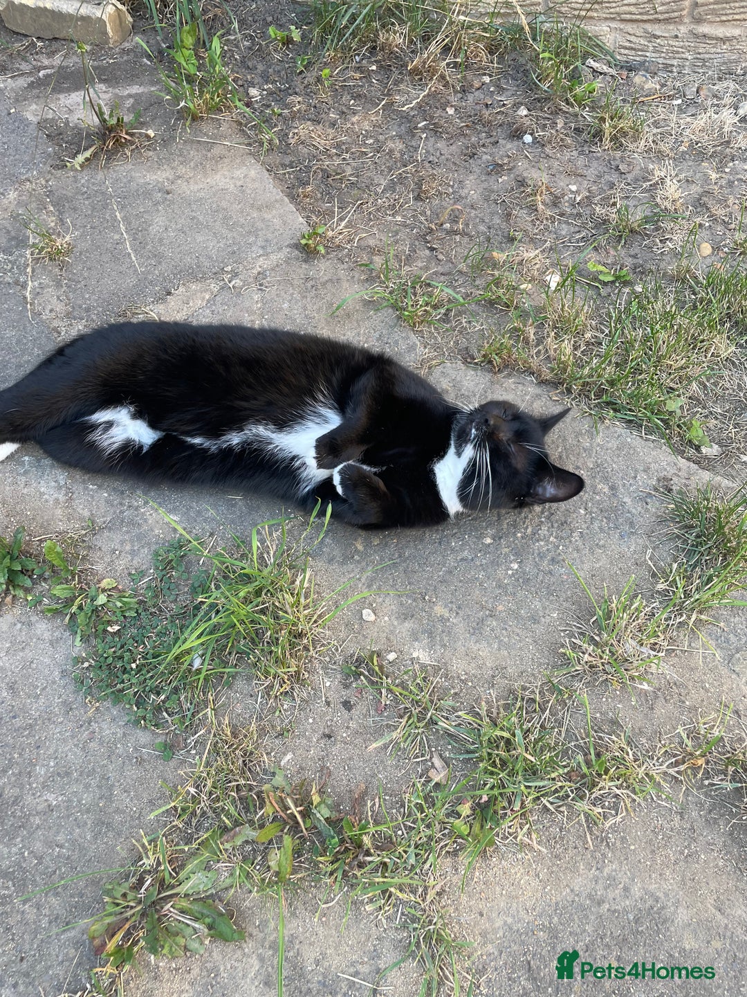 Domestic Shorthair cats for sale: Coco in need of new home  - Image 4