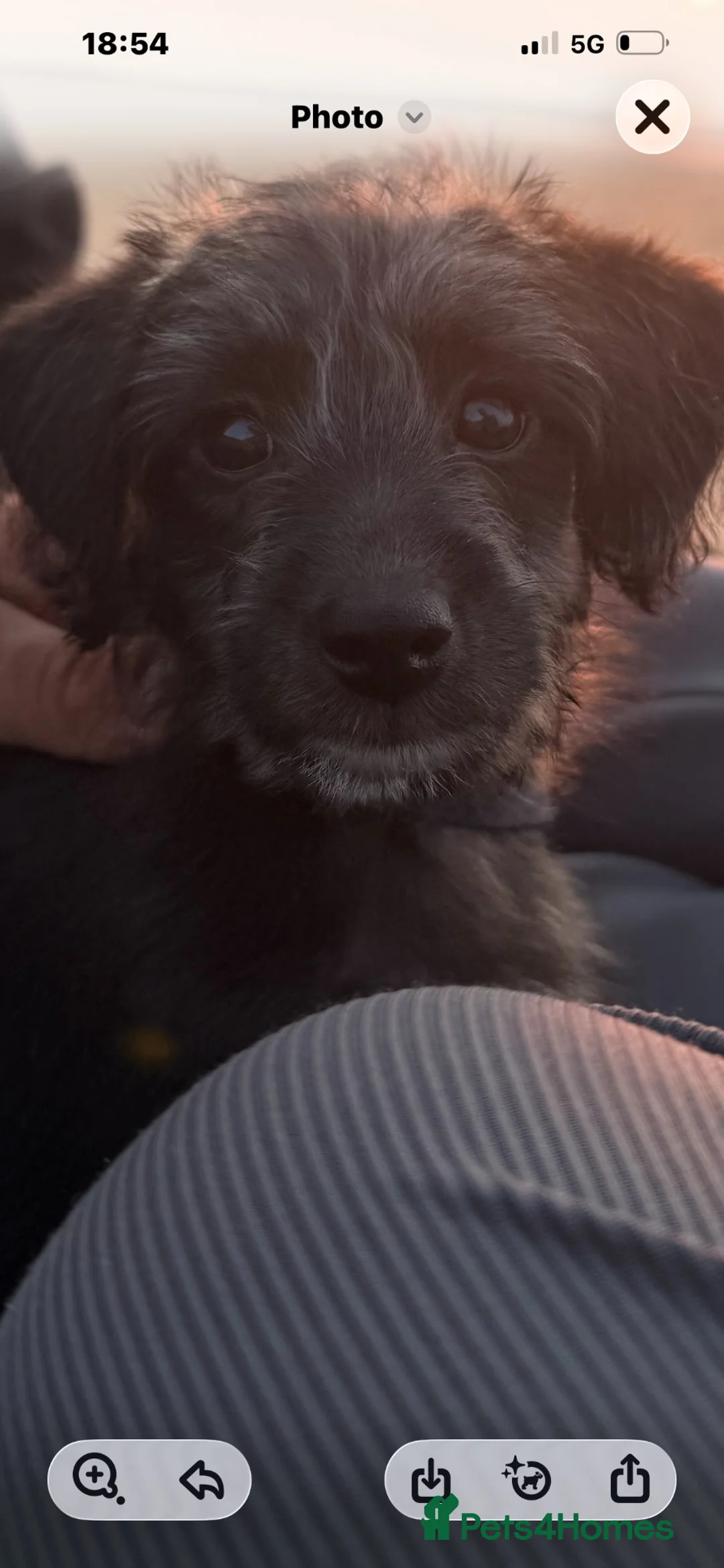 Jackapoo dogs for sale: Jackpoo puppies ready NOW - Advert 1
