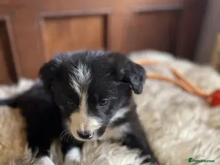 Border Collie dogs Bordercollie banies - Advert 2