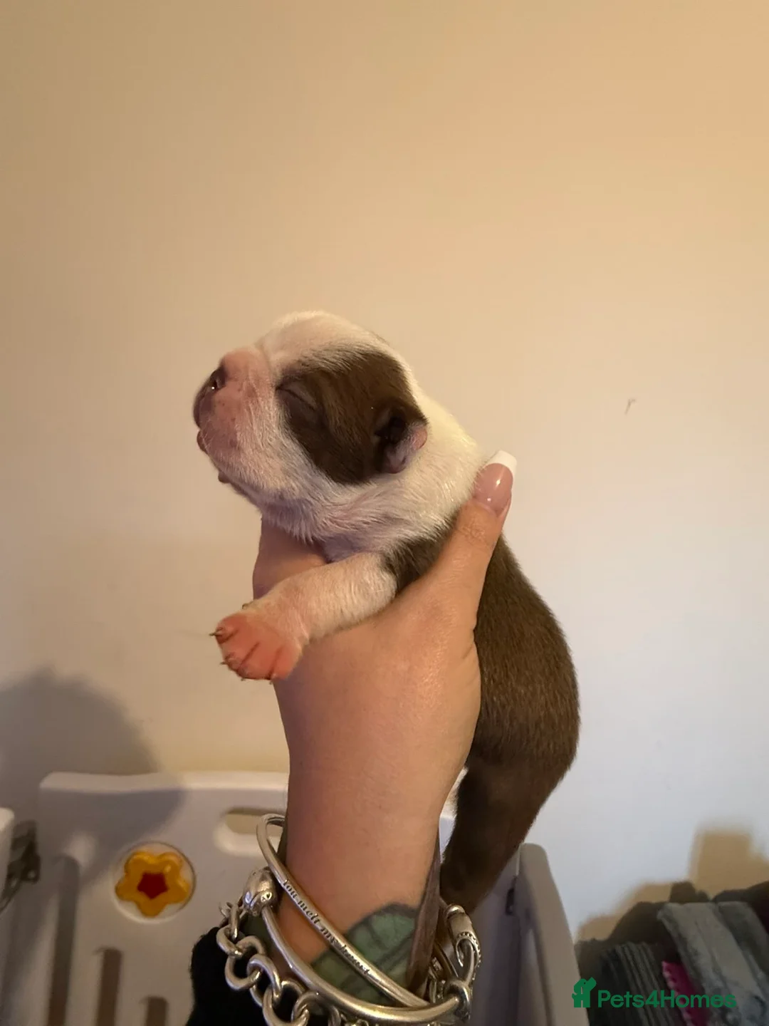 Boston Terrier dogs for sale: Quality Lines KC Registered Boston Terrier Puppies - Advert 33