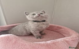 British Shorthair cats for sale: 8 Pedigree British Shorthair Kittens Blue Lilac  - Image 16