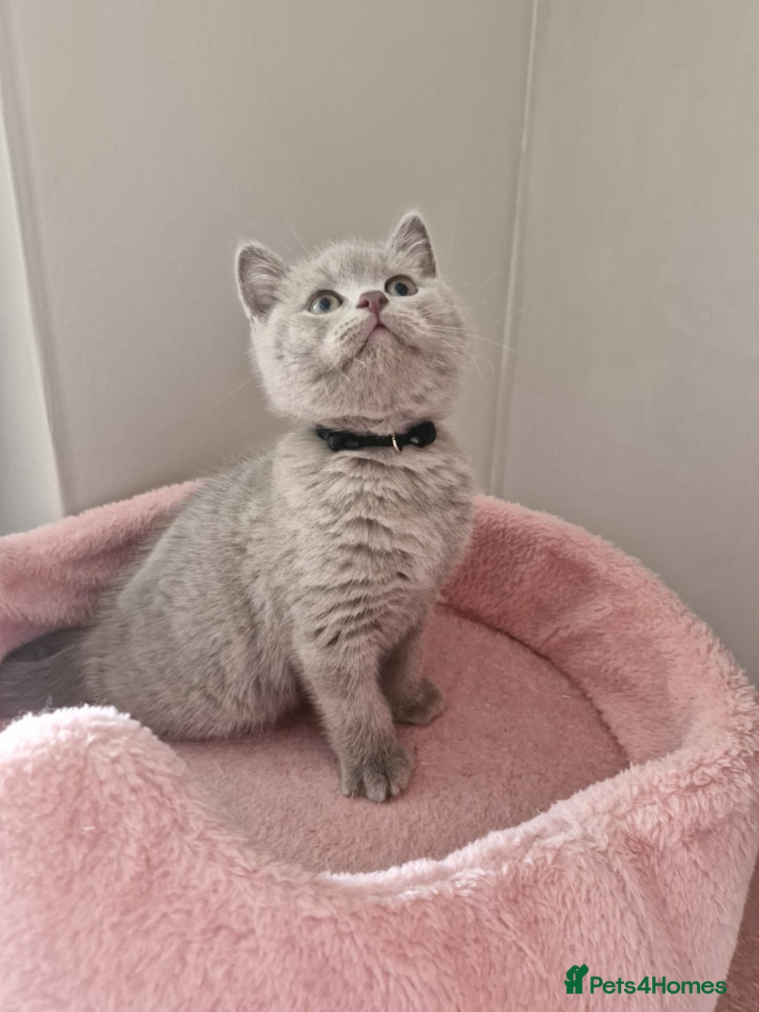 British Shorthair cats for sale: 8 Pedigree British Shorthair Kittens Blue Lilac  - Image 16