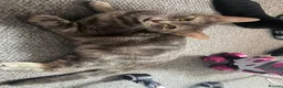 Mixed Breed cats for sale: 2 kittens  - Advert 1