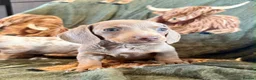Miniature Dachshund dogs for sale: Beautiful miniature dachshunds  - Advert 10