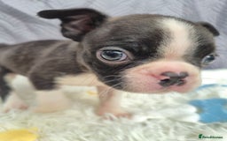 Boston Terrier dogs for sale: Superb litter of boston terriers. - Image 11