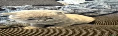 British Shorthair Kitten 1