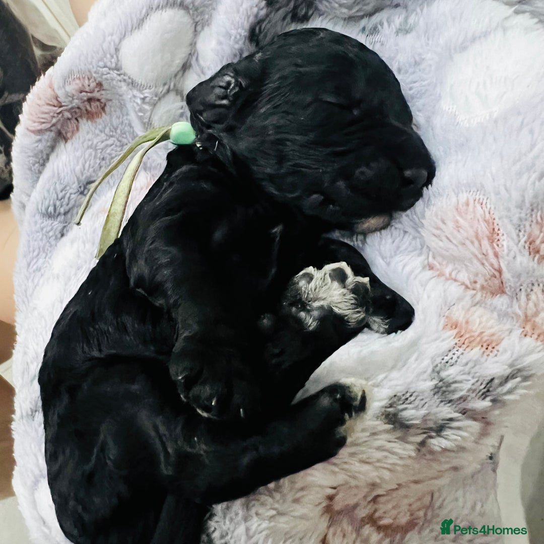 Cockapoo dogs for sale: Beautiful Cockapoo Puppies – 6 Boys & 2 Girls - Advert 26