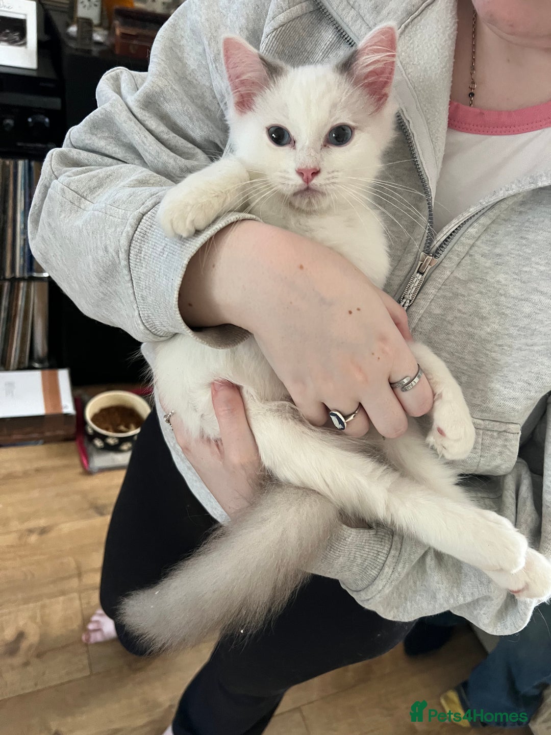 Ragdoll cats for sale: Beautiful Ragdoll kittens  - Image 10