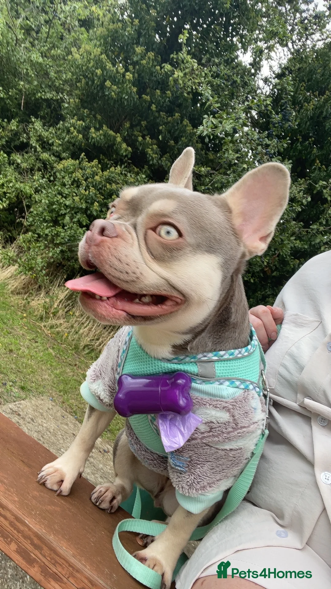 French Bulldog dogs for sale: KC registered new shade French Bulldog puppies - Advert 13