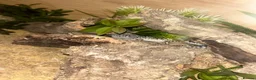 Leopard Gecko reptiles for sale: Full set up with Female Mack snow leopard gecko - Advert 6