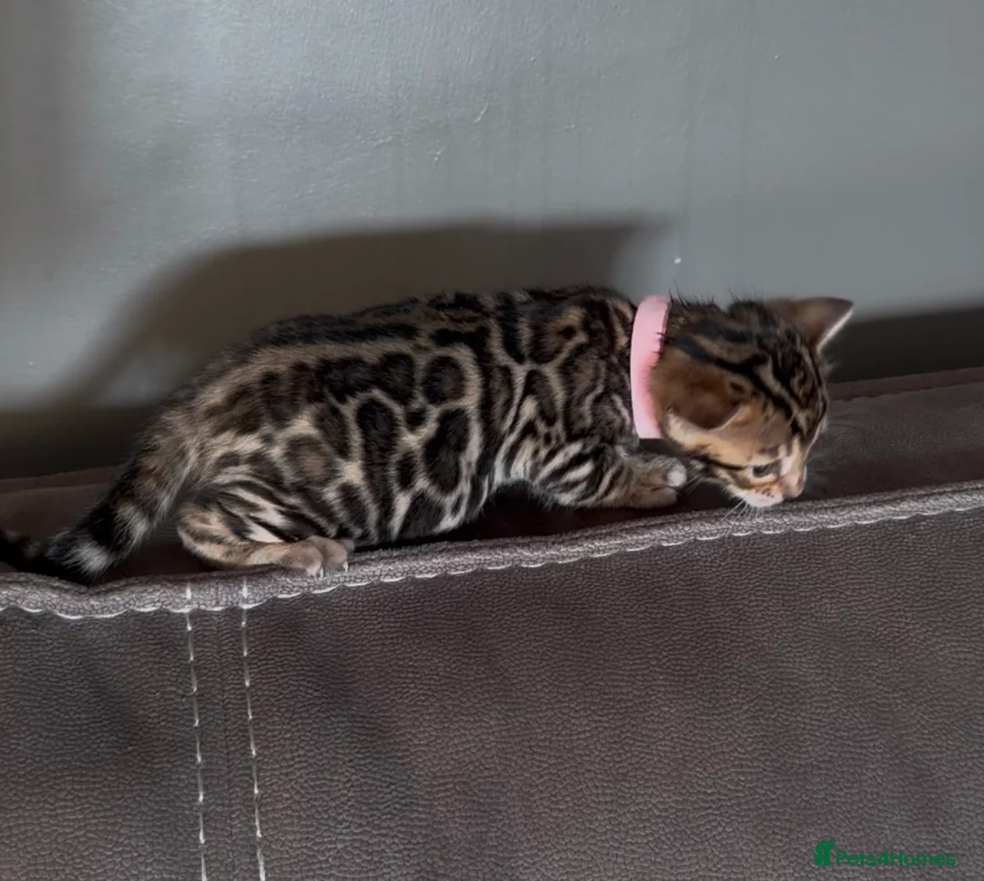 Bengal cats for sale: Beautiful Pedigree Bengal kittens for sale  - Advert 27