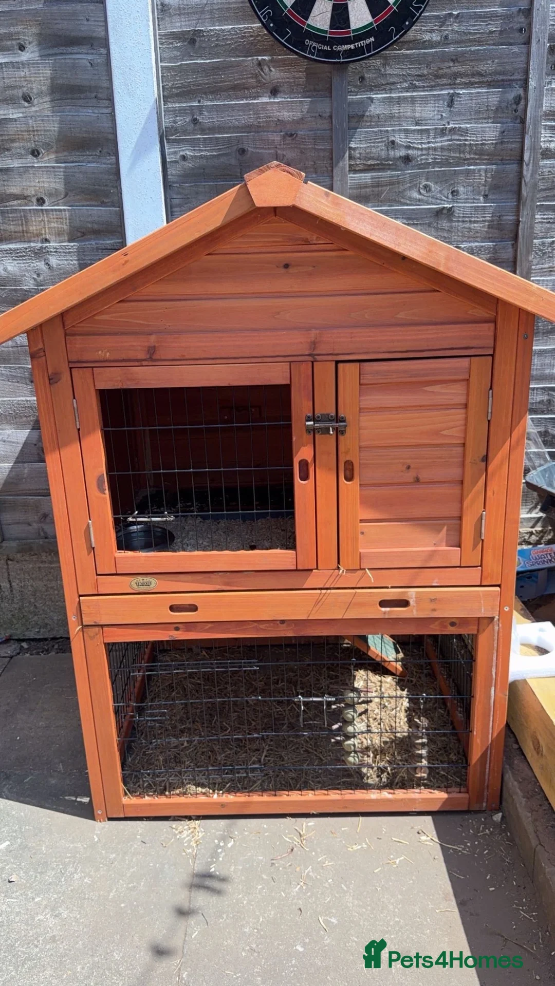 Mini Lion Lop rabbits for sale: 2 mini lion lops  - Advert 5