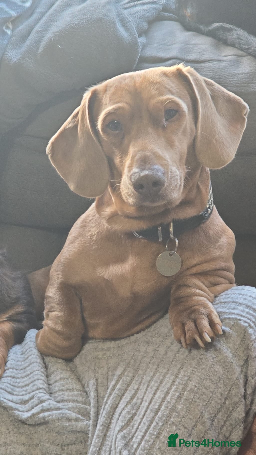 Dachshund dogs Arlo is a caramel dapple 2 years old  - Advert 6