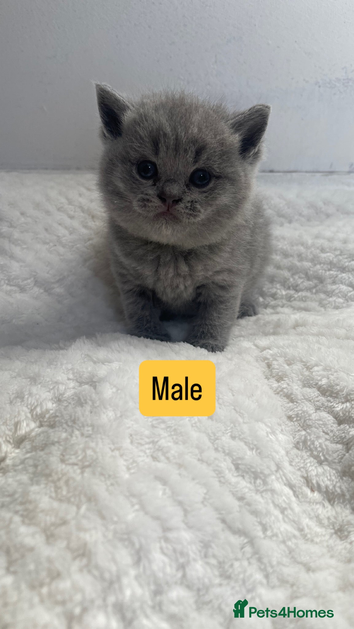 British Shorthair cats Purebred Certified Kittens Ready for Loving Homes - Advert 12