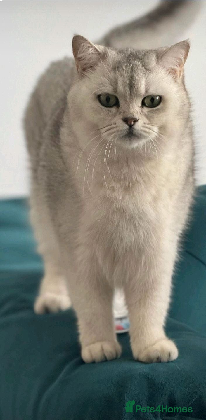 Scottish Fold cats Loving Scottish Straight Girl – Mya - Advert 1