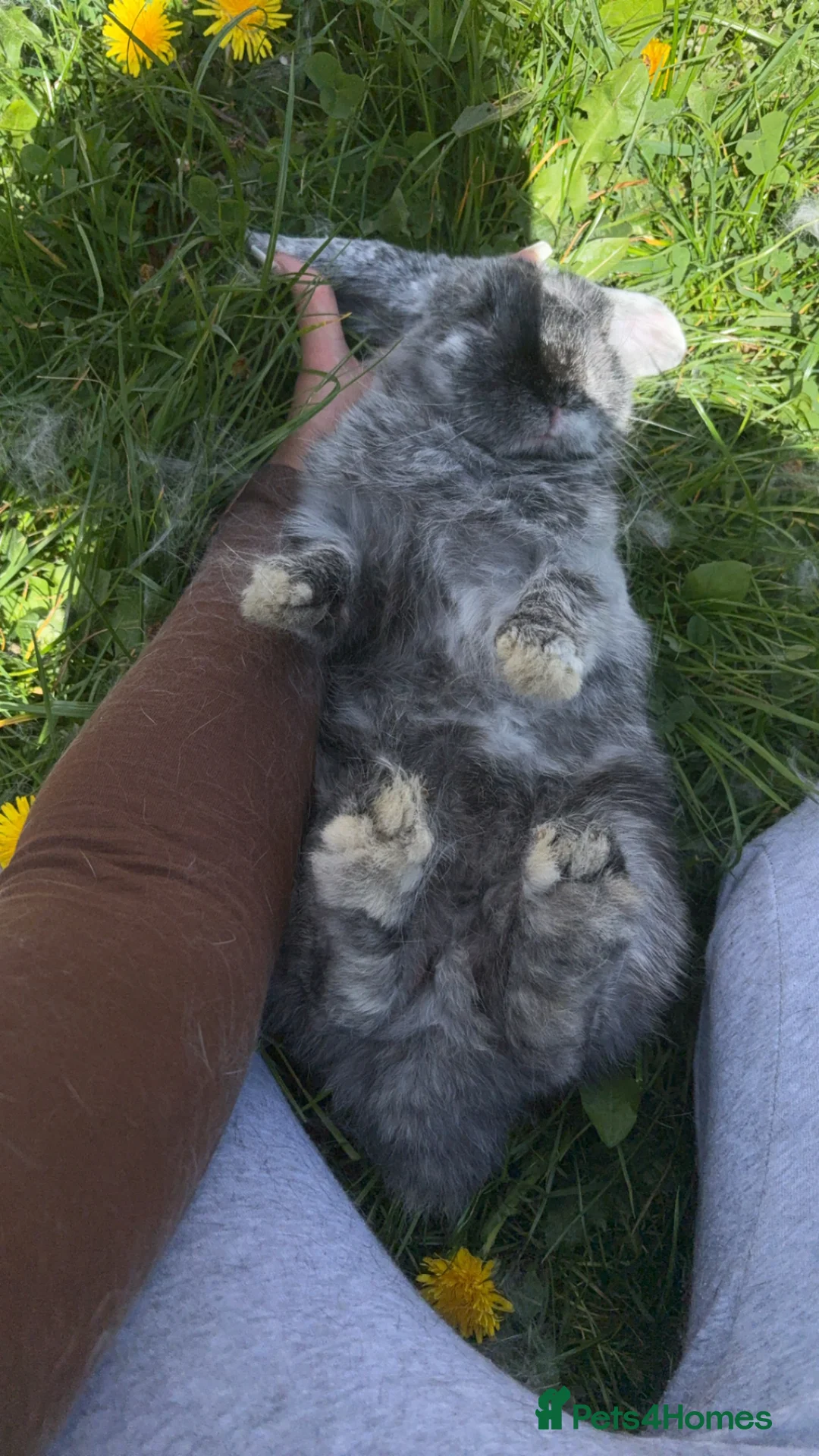 Mini Lop rabbits for sale: Mini lop my name is Aero 😍 - Advert 1