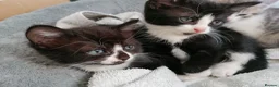 Mixed Breed cats for sale: Bombay Tuxedo - Advert 4