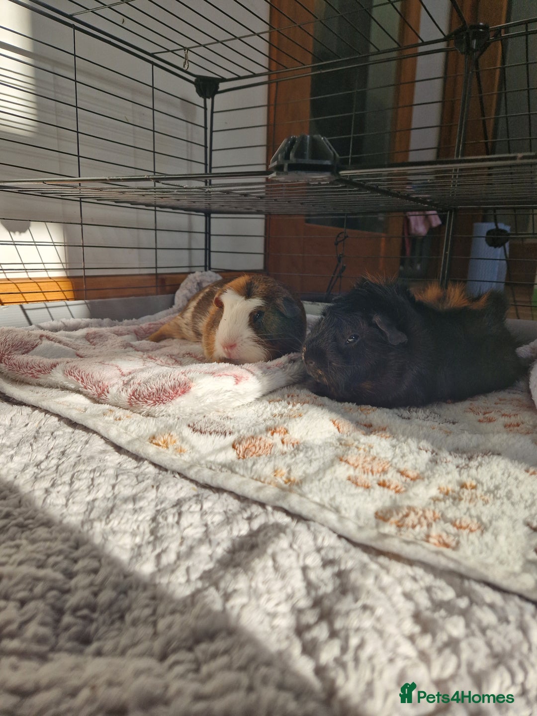 Guinea Pig rodents for sale: 2 Male Guinea Pigs for free - Image 5