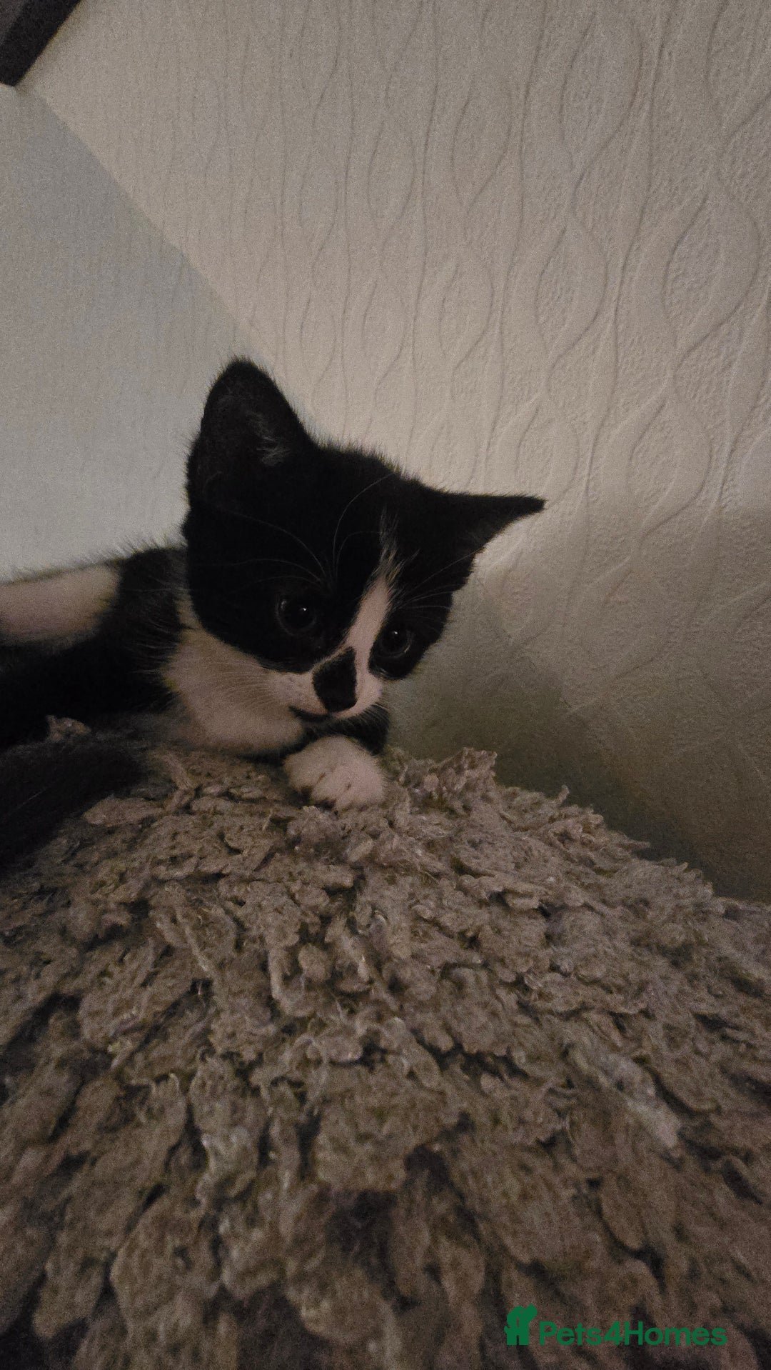Dwelf cats for sale: beautiful kittens - Image 3