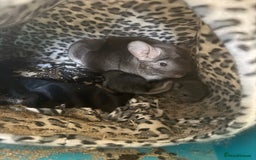 Chinchilla rabbits for sale: Chinchillas  - Image 9