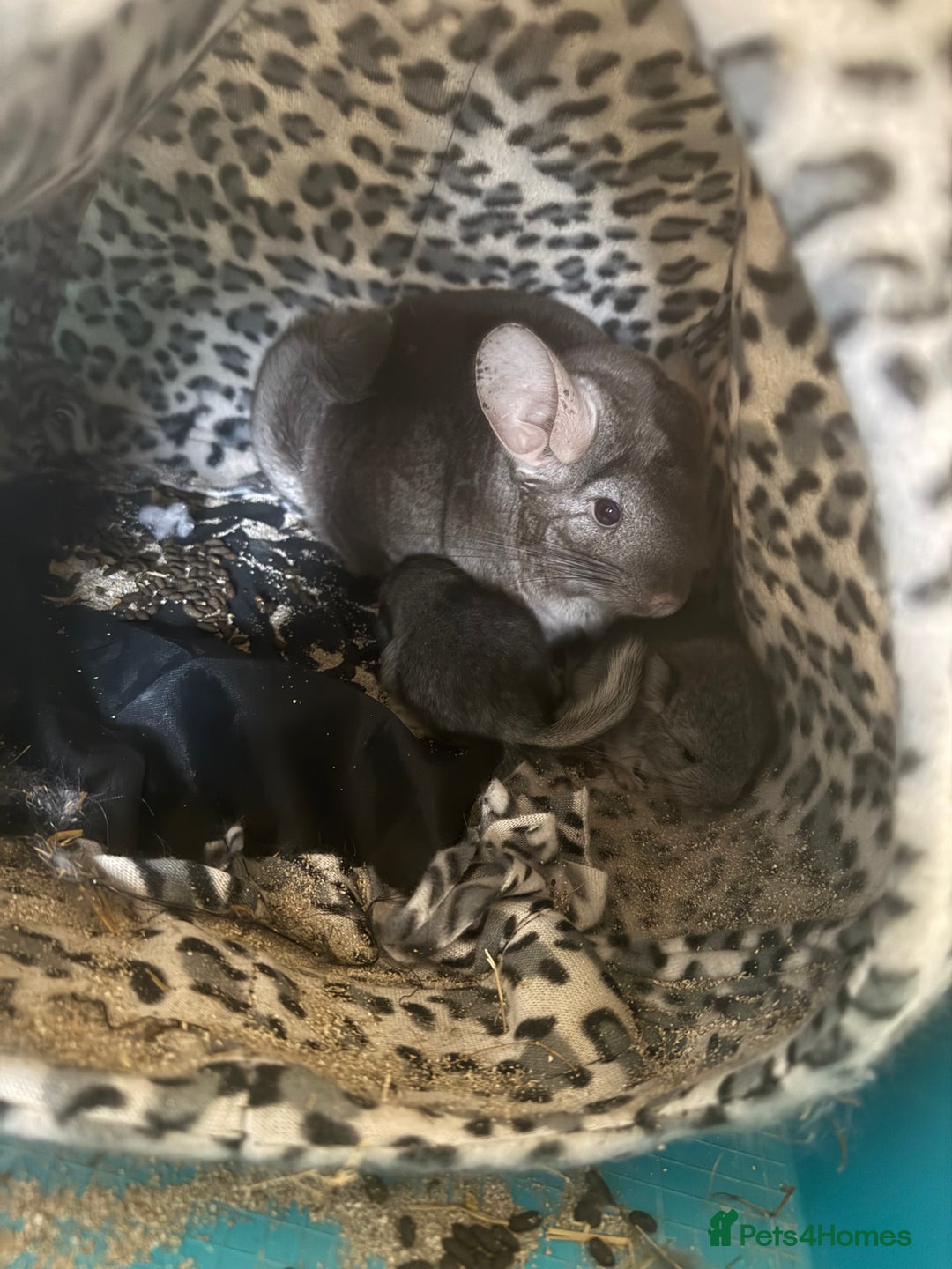 Chinchilla rabbits for sale: Chinchillas  - Image 9