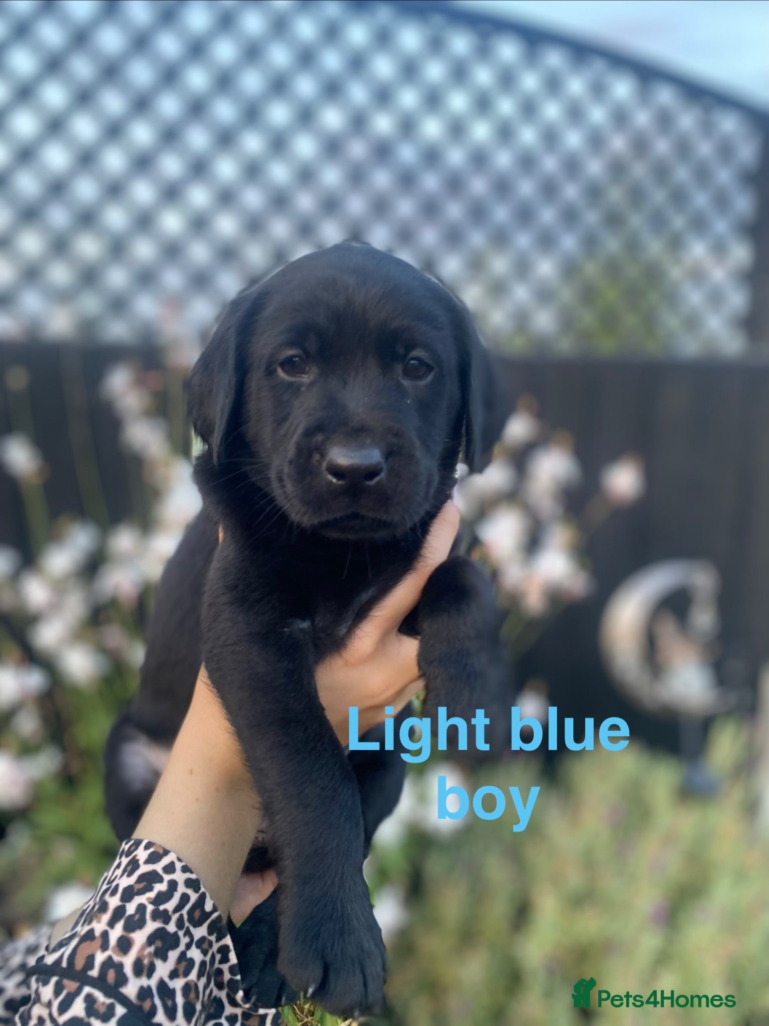 Labrador Retriever dogs Stunning Working Line Labrador Puppies - Advert 14