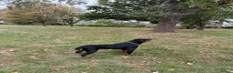 Rottweiler dogs for stud: Stunning 2-Year-Old Rottweiler Stud  - Advert 13