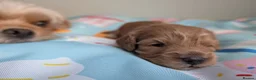 Cavapoo dogs for sale: BEAUTIFUL F1B CAVAPOO PUPPIES  - Advert 18