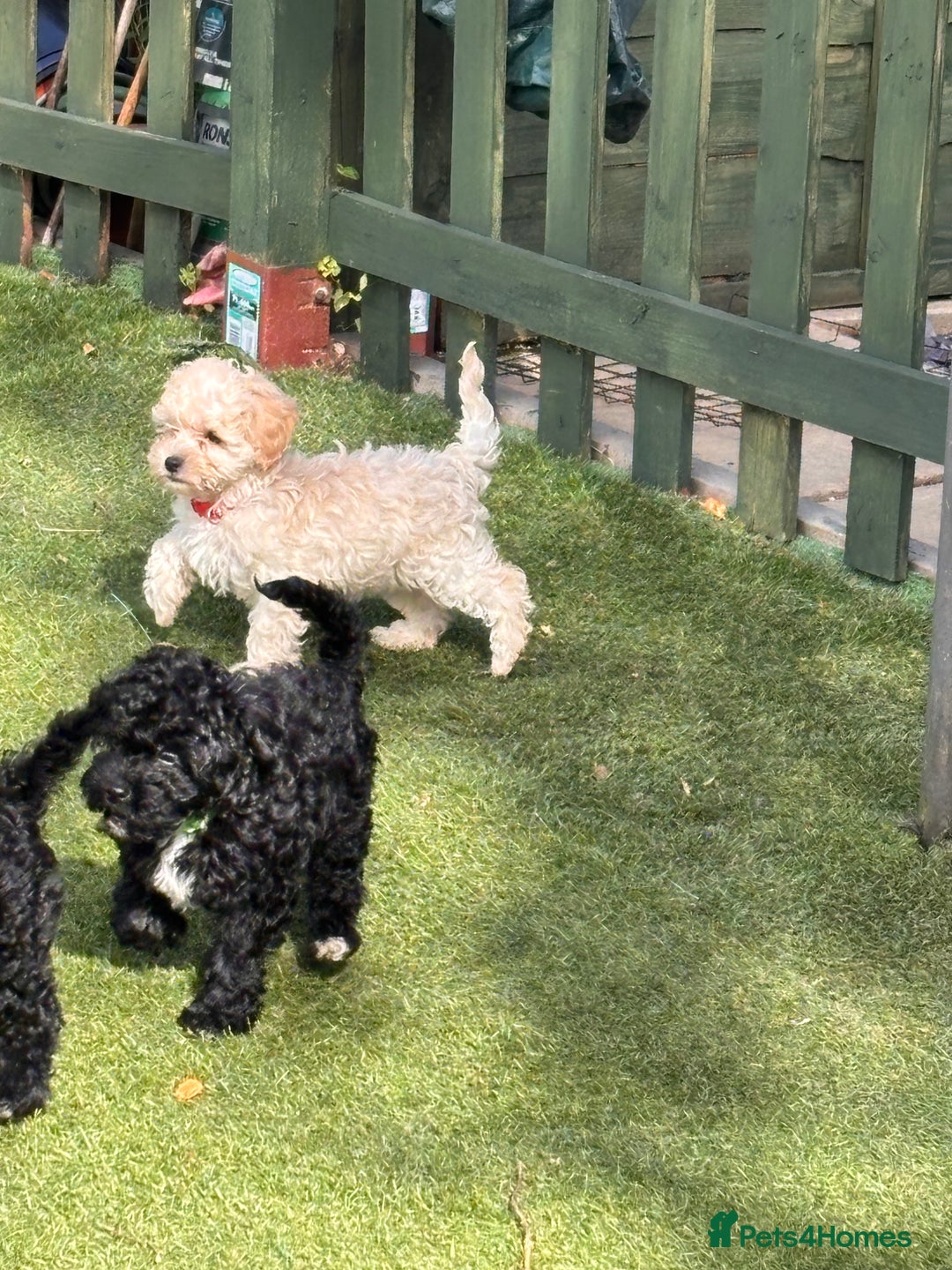Cockapoo dogs for sale: 3 fluffy miniature cockpoo puppy’s  - Image 13