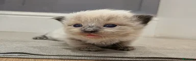 Ragdoll 1