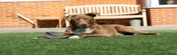 Mixed Breed dogs for adoption: Mocha - everyone loves this lad - Advert 3