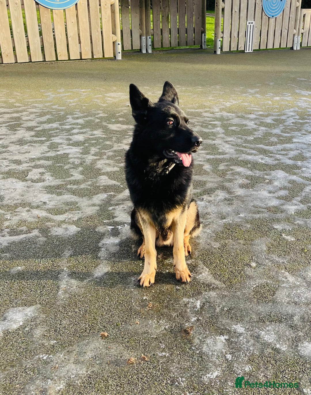 German Shepherd dogs for sale: Fully Trained Family GSD 🥇 - Advert 3