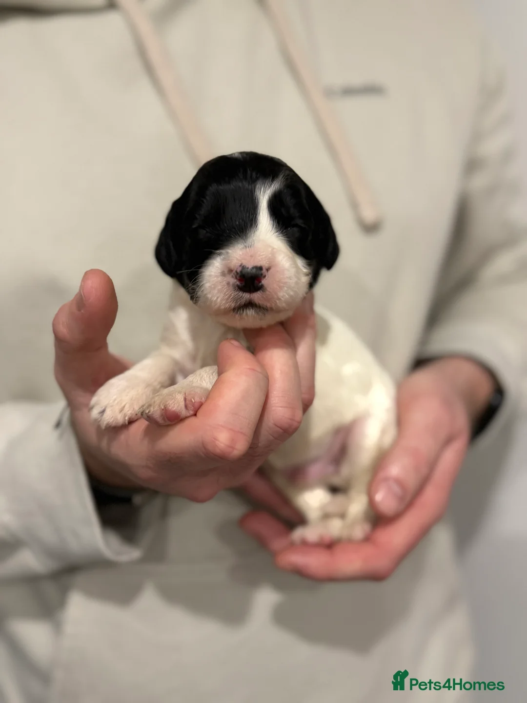 Sprocker dogs for sale: Sprocker pups looking for their forever home 🐶💕 - Advert 8