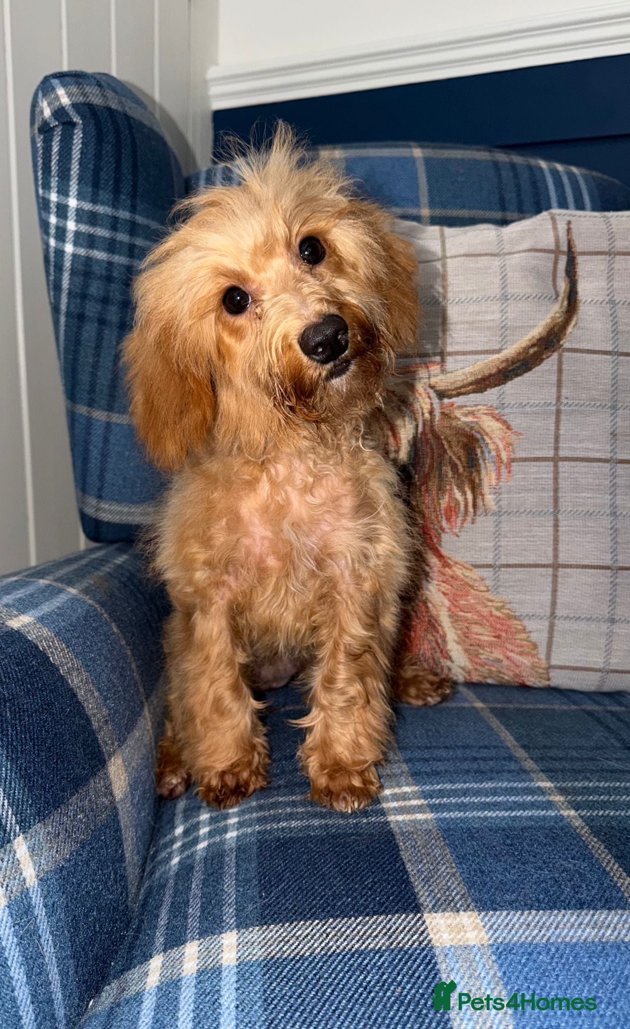 Shihpoo dogs Beautiful Shihpoo Puppies READY NOW  - Advert 2