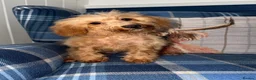 Shihpoo dogs for sale: 🩷Beautiful Shihpoo Puppies READY NOW 🧡 - Advert 2