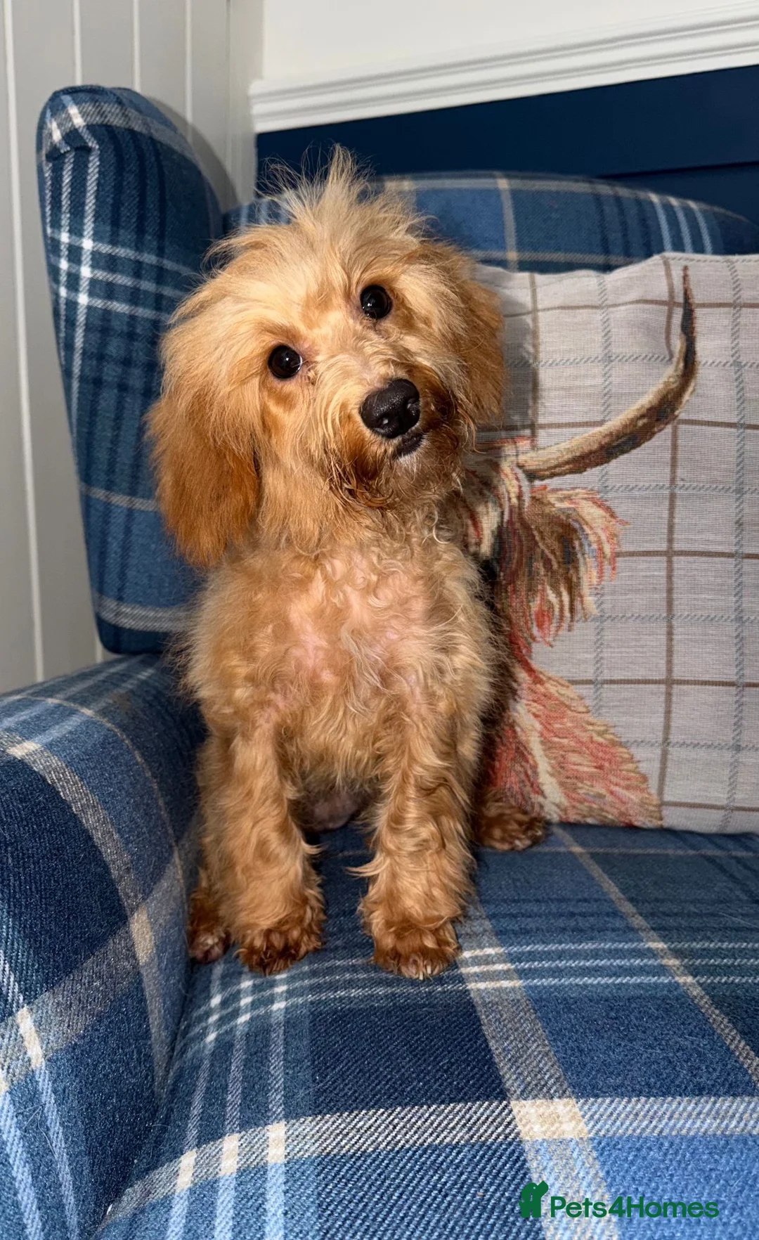 Shihpoo dogs for sale: 🩷Beautiful Shihpoo Puppies READY NOW 🧡 - Advert 2