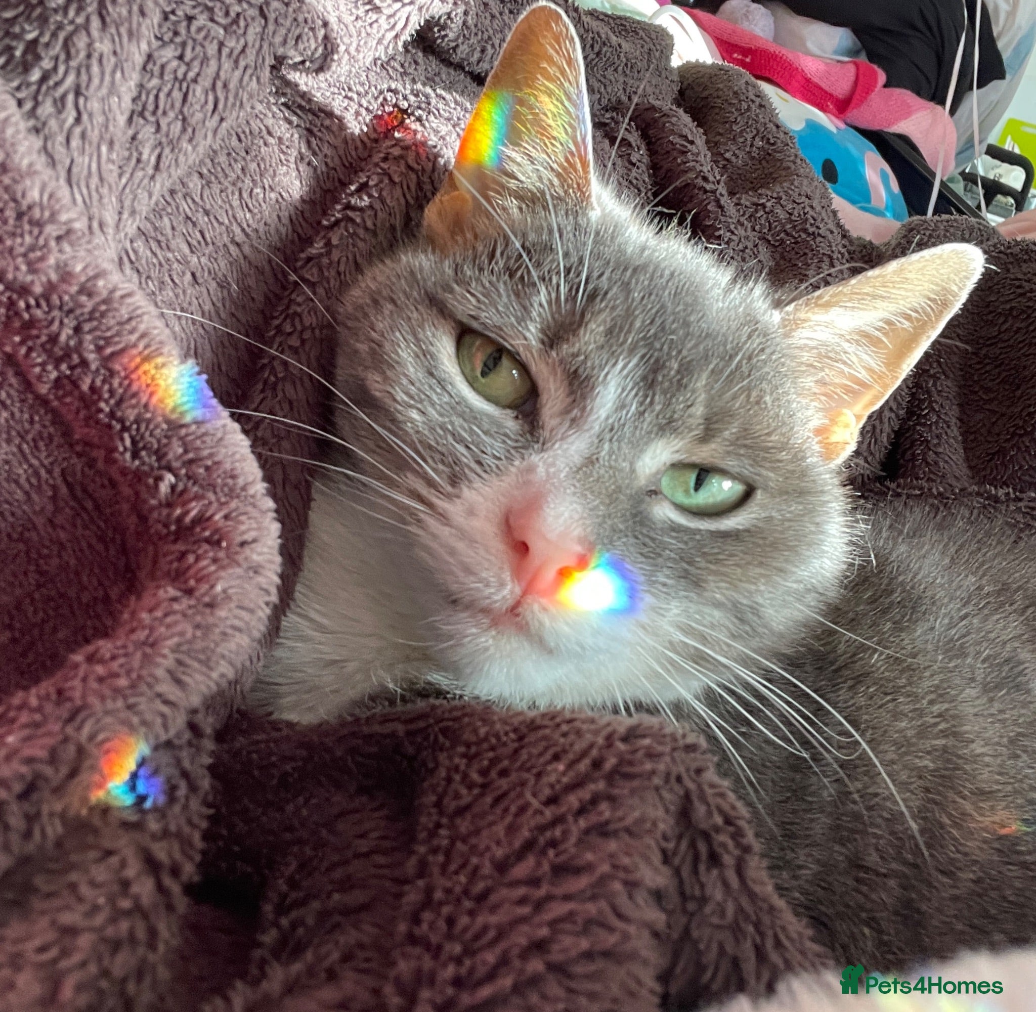 Domestic Shorthair cats Senior female cat looking for loving home - Advert 5