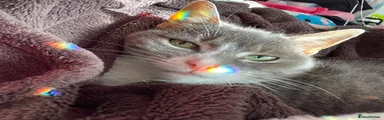 Domestic Shorthair 1