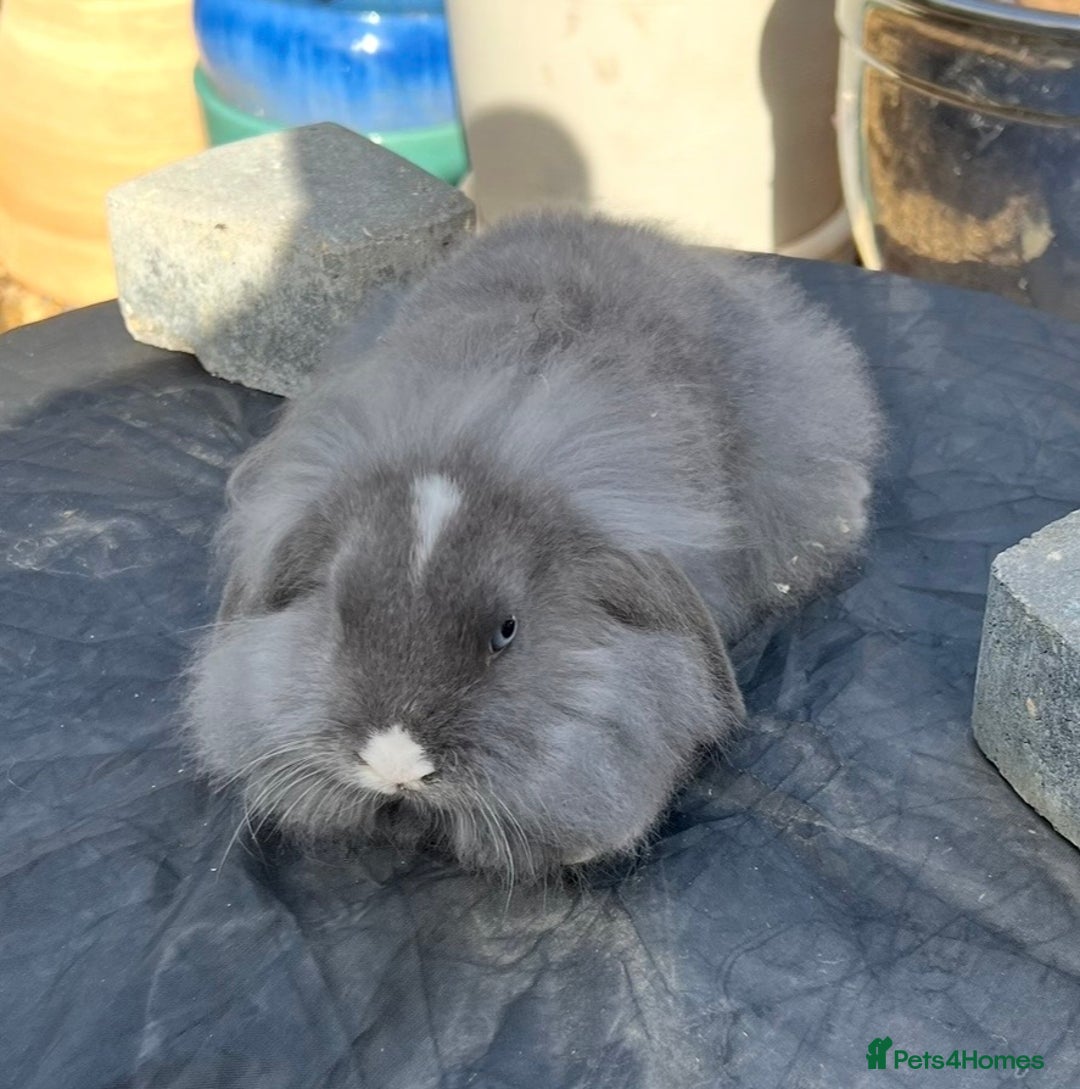 Mini Lop rabbits for sale: Mini lops , LionHead. READY NOW! 13th  - Image 9
