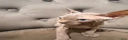 Sphynx cats for sale: 🐾 Beautiful Sphynx Kittens – Ready to Leave Now - Advert 14