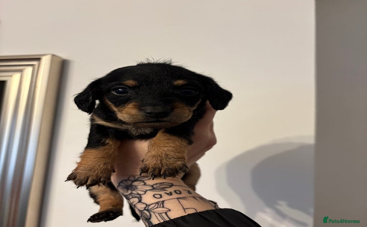 Mixed Breed dogs - Advert 30