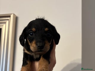 Mixed Breed dogs - Advert 8